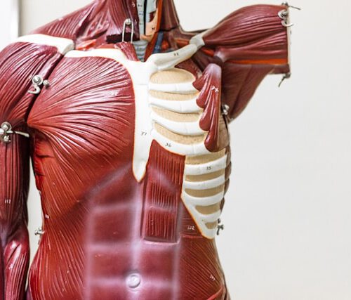 Fibromyalgie vs. Rheuma: Die entscheidenden Unterschiede einfach erklärt