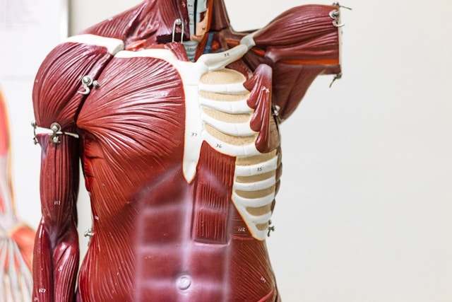 Fibromyalgie vs. Rheuma: Die entscheidenden Unterschiede einfach erklärt